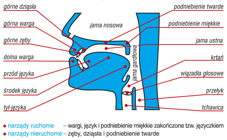 Narządy mowy - artykulatory