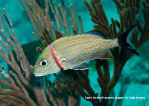 Rybka w głębi morza, wzdłuż jej oskrzeli zaklinowała się plastikowa gumka do włosów