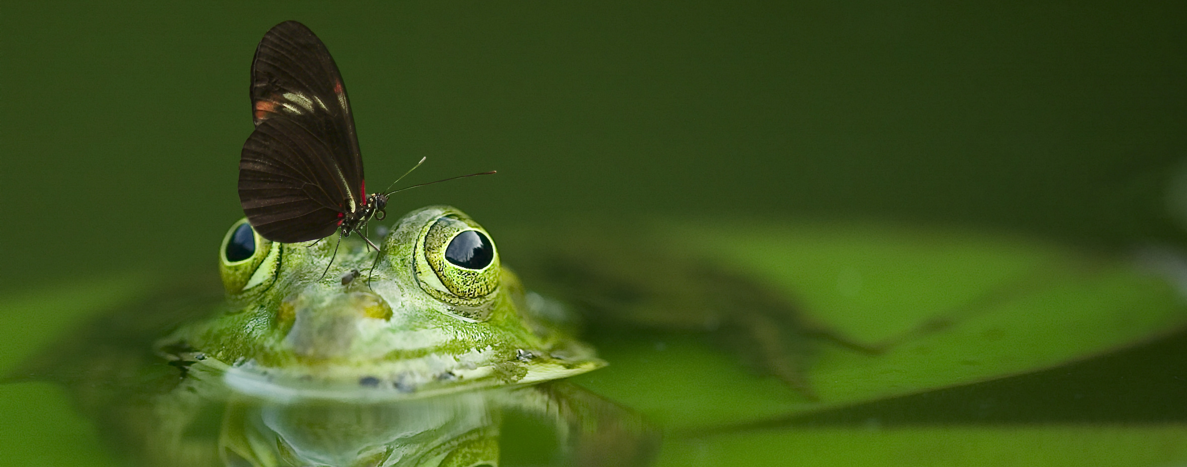 syndrom-gotujacej-sie-zaby