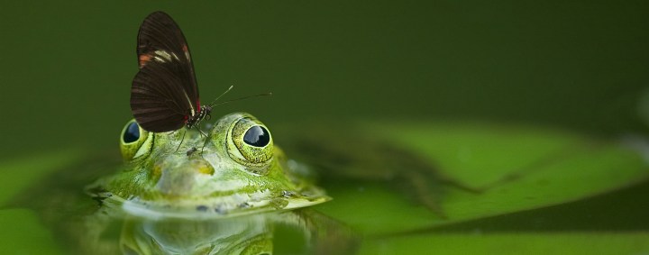 syndrom-gotujacej-sie-zaby