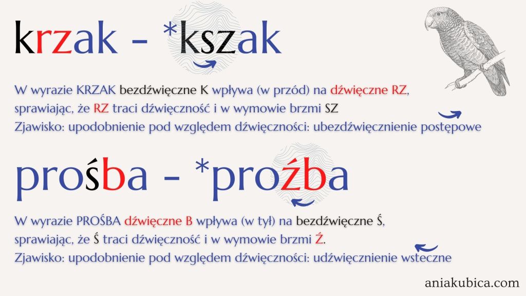 Fonetyka. Udźwięcznienia i ubezdźwięcznienia postępowe i wsteczne