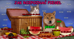 Mem taki popularny. Pieseł bardzo. Wow – Język polski